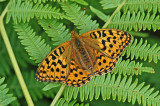 High Brown Fritillary (Fabriciana adippe)