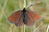 Mountain Ringlet (Erebia epiphron mnemon)