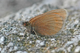 Mountain Ringlet (Erebia epiphron mnemon)