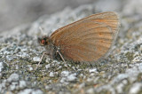 Mountain Ringlet (Erebia epiphron mnemon)