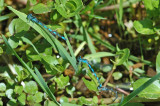 Southern Damselfly (Coenagrion mercuriale)