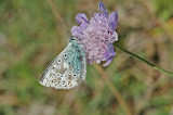 Chalkhill Blue (Lysandra coridon)