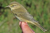Willow Warbler (Phylloscopus trochilus)