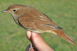 Nightingale (Luscinia megarhynchos)