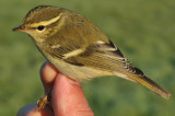 Yellow-browed Warbler (Phylloscopus inornatus)