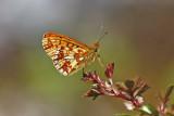 Pearl-bordered Fritillary (Boloria euphrosyne)
