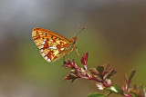 Pearl-bordered Fritillary (Boloria euphrosyne)