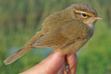 Raddes Warbler (Phylloscopus schwarzi)