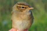 Raddes Warbler (Phylloscopus schwarzi)