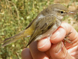 Eastern Bonellis Warbler (Phylloscopus orientalis)