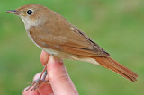 Nightingale (Luscinia megarhynchos)