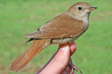 Nightingale (Luscinia megarhynchos)