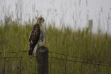 Red-Tailed Hawk - Immature