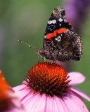 Red Admiral