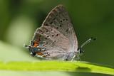 Acadian Hairstreak