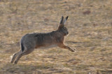 Mountain Hare / Skogshare