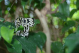 Rice Paper Butterfly 