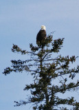 Bald Eagle