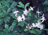 <i>arborescens rubra</i>