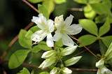 <i>kaempferi leucanthum</i>