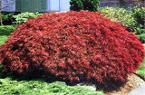 Acer palmatum Ever Red