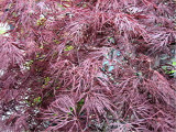 Acer palmatum Ruby Lace