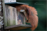 New gallery Squirrels at the feeder