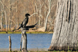 Cormorant: Brazos Bend State Park