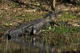 Big gator: Brazos Bend State Park