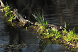 Young gators: Brazos Bend State Park
