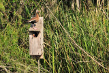 APR_2171 Home Invasion: Black Bellied Whistlers steal a nesting box