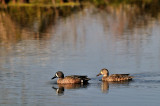 BRZ_-0970 Blue Winged Teal