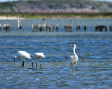 MAR_1078 Whooping Cranes: Rockport, Texas