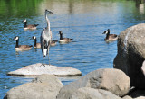 CO2_4957: Blue Heron, Canadas