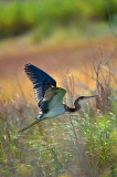 LR3-6550 Tri-colored heron