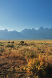 WY2_7899 Bison