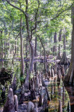 MER_4618-20 Cypress Swamp: Mercer Arboetum