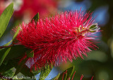 Bottle Brush