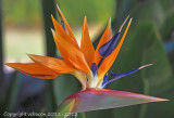 Bird of Paradise