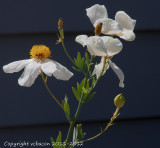 Matilija poppies