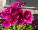 Pelargonium Blossoms
