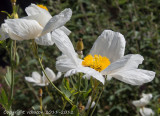 Matilija poppies