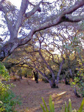 Oak Woodland View with evening shadows