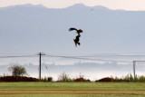 Kite Fight in Flight
