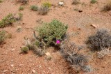 DSC_6844 Side of Road Flowers.jpg