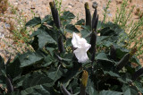 DSC_7117 Death Valley Desert Flower.jpg