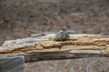 DSC_7214 Sequoia Future Tree.jpg