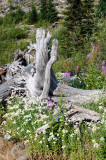 Mt St Helens Regrowth.jpg