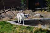 West Yellowstone Wolf.jpg
