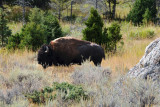 Yellowstone Roadside Buffalo.jpg